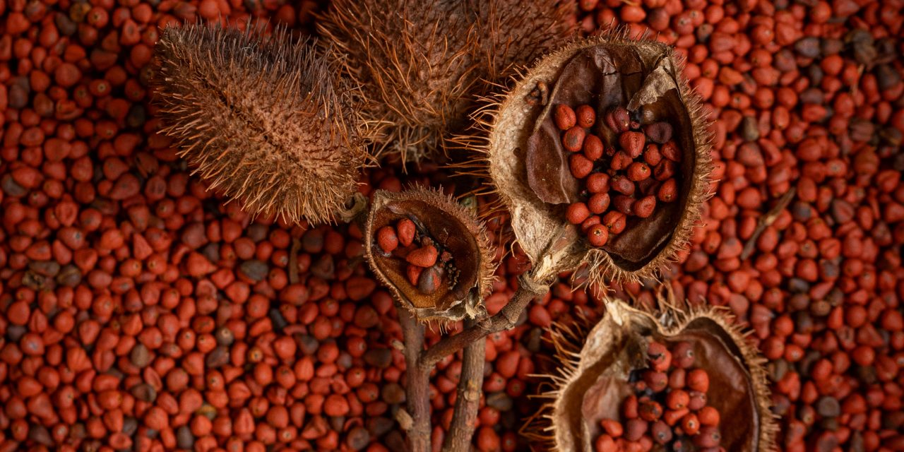 <strong>A Natureza das Cores Brasileiras” – Uma Viagem Cromática pelos Territórios Brasileiros.</strong>